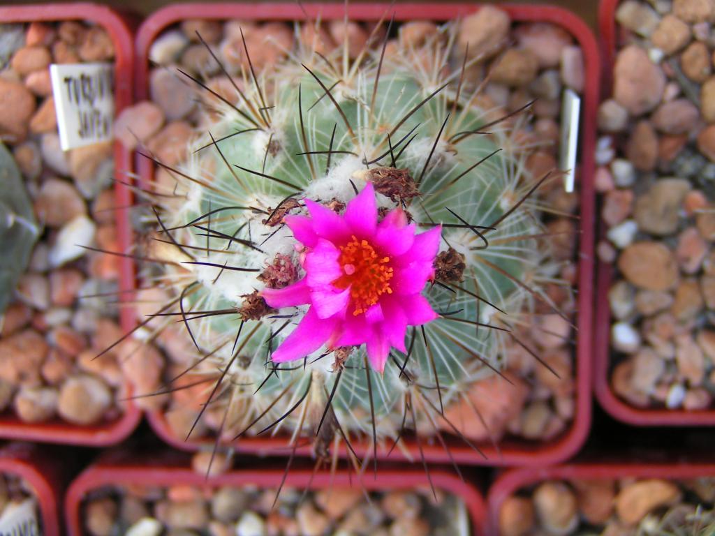 Turbinicarpus viereckii